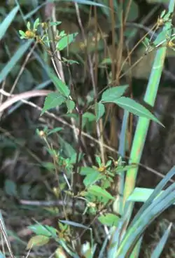 Bidens frondosa var. frondosa