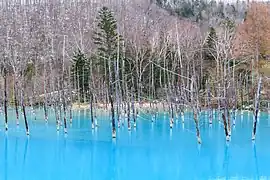 北海道美瑛町の観光名所「青い池」は砂防堰堤への貯水で生まれた名所である