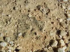 Biological soil crust, Saguaro National Park (RMD), Arizona.