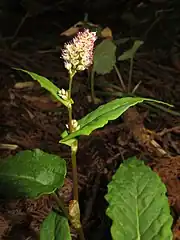 花序は上部の葉腋にも生じ、花柄はなく短い。上部の茎葉の基部は裏側に巻きこんで細長く茎を抱く。