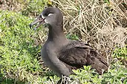 八丈小島の個体（2017年11月撮影）