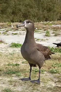 クロアシアホウドリ