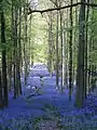 A bluebell wood