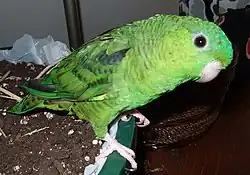 サザナミインコ ノーマル