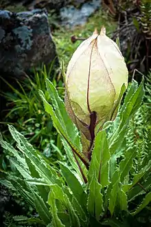 ボンボリトウヒレン温室植物の例