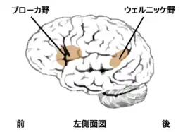 ブローカ野の位置