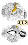 ブロードマンの脳地図における3、1、2野。上が外側面、下が内側面。