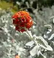 Buddleja marrubifolia