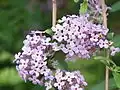 Buddleja alternifolia