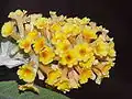 Buddleja globosa