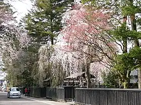 桧木内川堤・角館武家屋敷（秋田県仙北市）