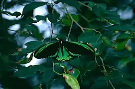 Ornithoptera euphorion（ケアンズ・バードウイング）