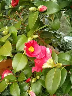 Camellia japonica