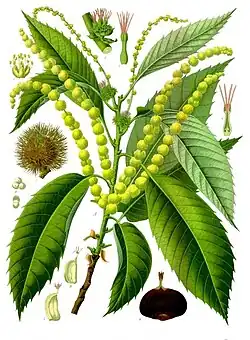 Castanea sativa