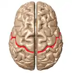 大脳を上から見た図。向かって上が前側。赤い所が中心溝。逆Ω、またはεと呼ばれる、ひらがなの「ひ」のような形をした、特徴ある曲線を描く。手指を動かす神経群は、この逆Ω構造の深部に位置していると考えられている。