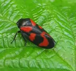 Cercopis vulnerata