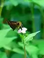 ミゾソバの花で吸蜜中