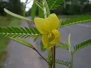 花は黄色で、他のマメ科植物とは形が異なる。