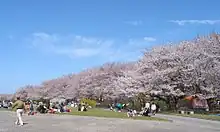 宮川堤（三重県伊勢市）