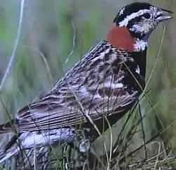 アカエリツメナガホオジロ