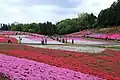 羊山公園の芝桜の丘