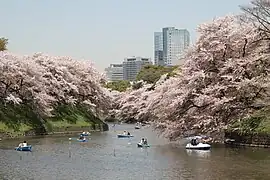 東京都千代田区の千鳥ヶ淵。花見の名所。