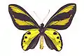 Ornithoptera chimaera  キメラトリバネアゲハ♂