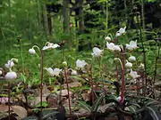 Chimaphila maculata