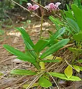 Chimaphila menziesii