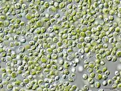 Chlorella