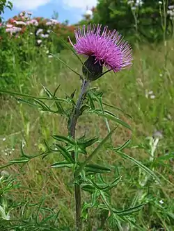 筒状花だけで構成された花序（ノアザミ）