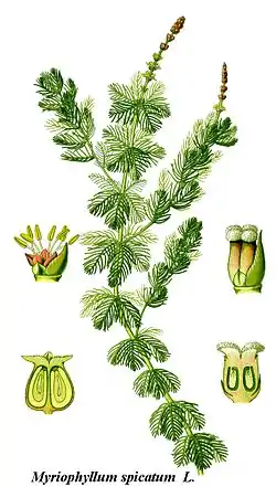 Myriophyllum spicatum