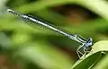 Coenagrion hastulatum ♂