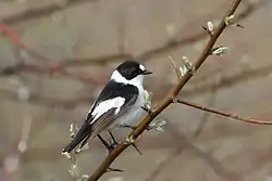 Collared flycatcher (Ficedula albicollis)