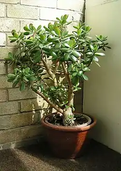 Crassula ovata