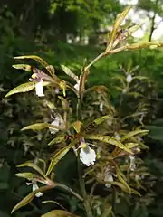 花は横向きにつき、紫色の斑点がある。