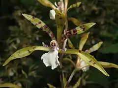 萼片と側花弁に紫色の斑点がある。唇弁の側裂片は小さく、白色で紫色の斑点がある。