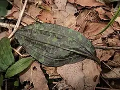 越冬した春の葉の裏面。濃紫色の斑点がある。