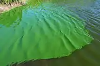 Bloom of cyanobacteria in a freshwater pond. This accumulation in one corner of the pond was caused by wind drift. It looked as if someone had dumped a bucket color into the water.