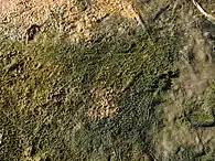 Modern cyanobacterial-algal mat, salty lake on the White Sea seaside.