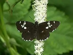 ダイミョウセセリDaimio tethys