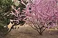 そして、桜が満開になる