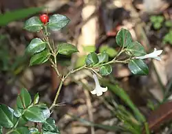 アリドオシ Damnacanthus indicus、三重県いなべ市にて（2015年5月20日）