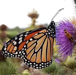 オオカバマダラ（Danaus plexippus）