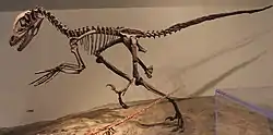 ディノニクス骨格