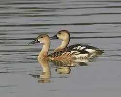 オオリュウキュウガモ