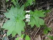 Diphylleia grayiサンカヨウ