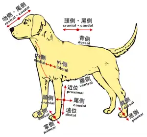 四肢動物における方向。イヌ。