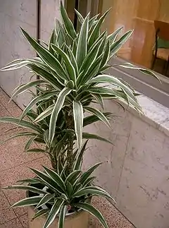 ドラセナの1種 Dracaena deremensis