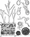 エキビョウキンの1つ(Phytophthora infestans）